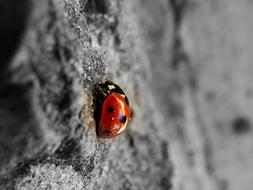 Ladybug, red Beetle at blur grey background