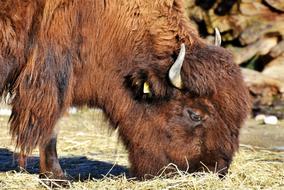Bison Head Bonasus
