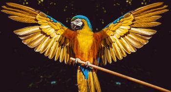 Parrot Bird Wings