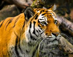 wild tiger in the zoo