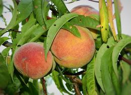 peaches in the leaves