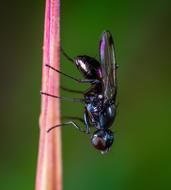 colorful fly Macro Insect