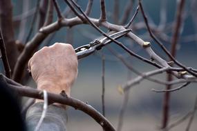 Cutting Scissors Tree branches