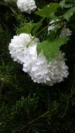 White Flowers Desktop