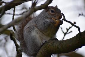 Grey Squirrel on Tree in Wildlife