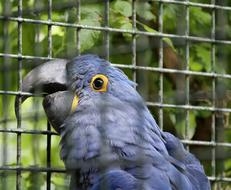 blue parrot ara
