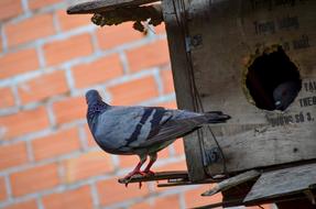 Dove and birdfeeder
