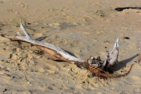 Beach Sand Driftwood