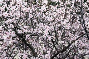 Almond Tree Blossom Flowers