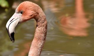 Flamingo Bird Colorful