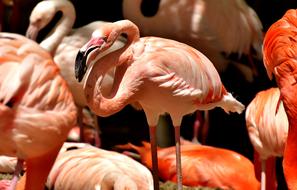 Flamingo Bird Colorful