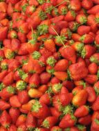 sweet strawberries harvest