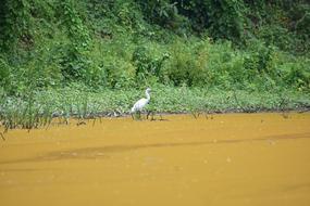 heron on muddy pond in india