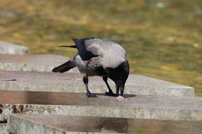 crow eats