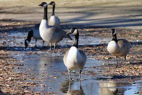 Birds Geese