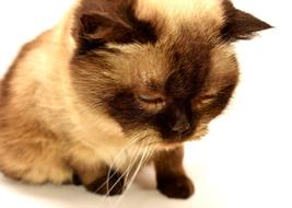 British Shorthair Cat Pet portrait