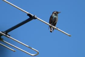 black bird on an iron antenna