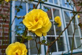 Rose Yellow Window