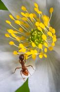 red ant on flower