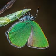 Insect Macro