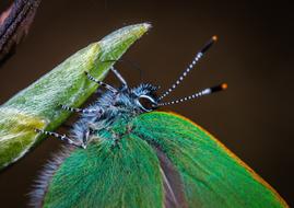 butterfly Insect wings Macro view
