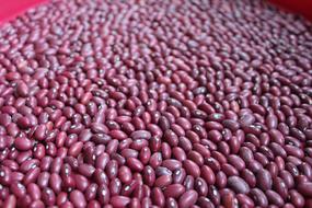 pink beans harvest
