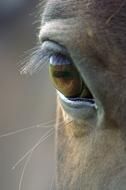 horse eye view