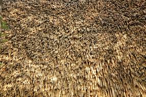 Texture dried up Hay