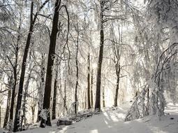 Winter Trees Sunrays