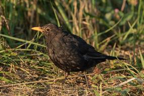 Blackbird Males True