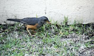Bird Avian Thrush