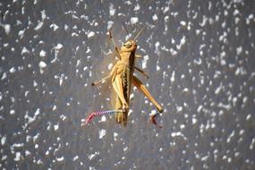 Grasshopper Bugs