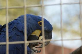 blue Parrot in cage, Bird head close up