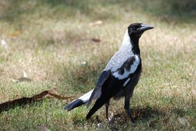 Magpie Australian bird