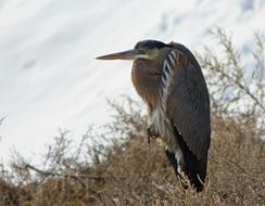 Bird Crane Heron