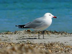Audouin Gull Birdwatching