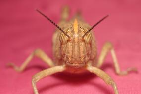 little Insect at pink background