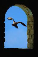 Falcon Bird Raptor Of