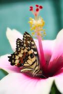 beautiful Butterfly Insect Close Up
