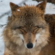 wild wolf portrait