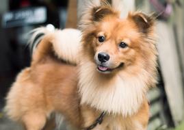 domestic breed Dog