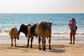 India Cows Beach