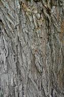 Bark Tree Texture