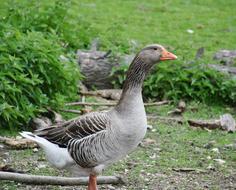 Goose Poultry Bird