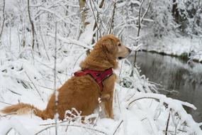 Dog Pet Snow
