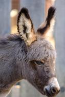 donkey with long ears