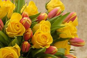 Bouquet Of Roses Tulip