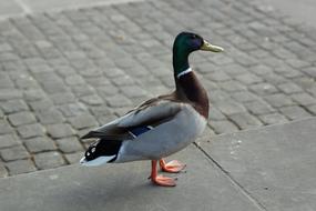 Drake Duck Bird
