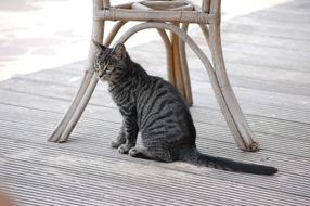 Animals Cat Pet Young