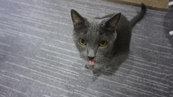 gray cat with tongue out